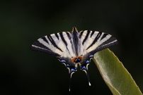 Le Flamb (Lpidoptre - Papilionidae - Iphiclides podalirius)